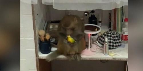 女子闯进宿舍吃瓜,女子意外闯入，吃瓜事件引发热议